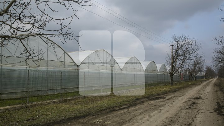 FORFOTĂ ÎN SERELE DIN ŢARĂ. Agricultorii au început deja plantarea legumelor