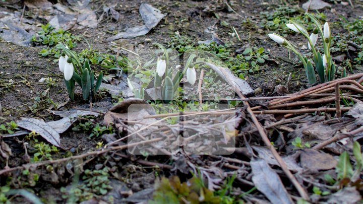 MINUNE de primăvară la sfârşit de iarnă! Ghioceii şi-au făcut apariţia în curtea unui bloc de locuit din Chişinău (FOTO)