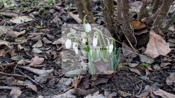MINUNE de primăvară la sfârşit de iarnă! Ghioceii şi-au făcut apariţia în curtea unui bloc de locuit din Chişinău (FOTO)