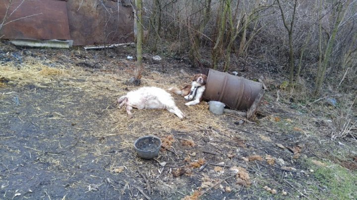 O HAITĂ DE LUPI a făcut ravagii într-o gospodărie din Cimișlia. Localnicii, ATENŢIONAŢI să fie precauţi (IMAGINI ÎNFRICOŞĂTOARE)