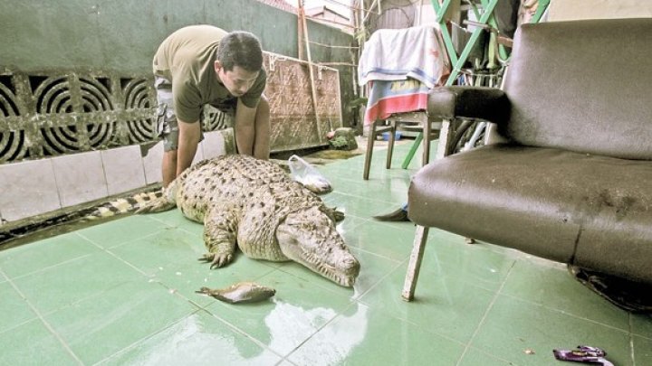 O lume întreagă, UIMITĂ! Trăieşte de 20 de ani cu un "monstru" de 200 kg în casă. "Nu-l vând pentru tot aurul din lume!"