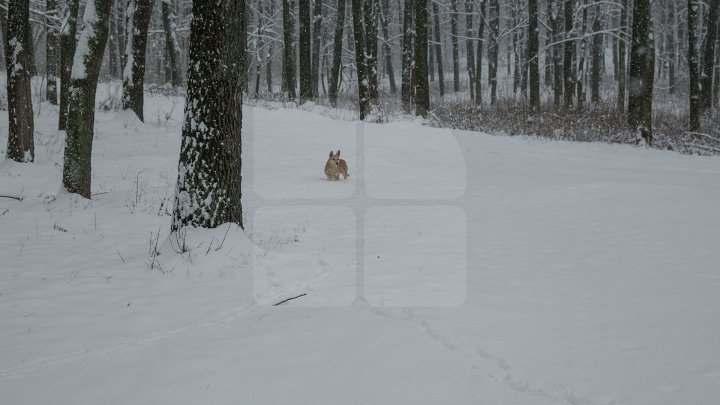 METEO 27 februarie: Ger năprasnic, va ninge şi izolat va viscoli. Câte grade vor indica termometrele