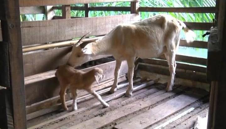 Ciclopii există! În Malaezia s-a născut un ied cu un singur ochi
