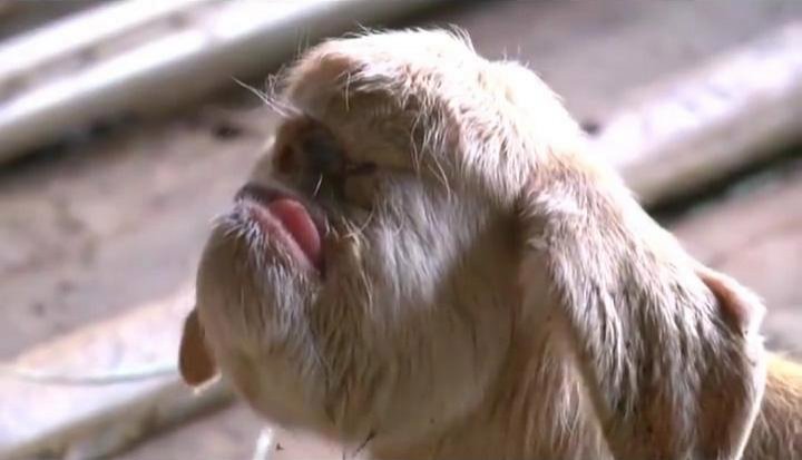 Ciclopii există! În Malaezia s-a născut un ied cu un singur ochi