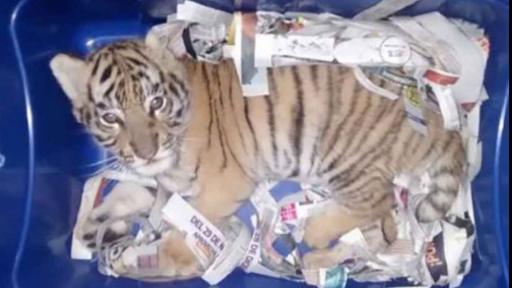 Un pui de tigru bengalez, expediat prin poşta rapidă într-un container de plastic.  Animalul a ajuns deshidratat