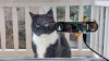 Un inginer din Olanda, a construit un sistem de recunoastere facială pentru pisica lui 