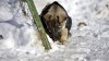 HAIOS! Un câine ne arată cum se face un om de zăpadă (VIDEO)