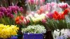 Aglomeraţie la florăriile din Capitală de 8 MARTIE! Bărbaţii au ales cele mai frumoase flori