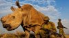 A murit ultimul mascul de rinocer alb nordic din lume. Era păzit de soldaţi şi trăia în Kenya