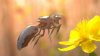 #realIT. Unul dintre cele mai mari lanţuri de retail ar putea dezvolta albine robot pentru polenizare