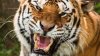 MOMENTE DRAMATICE. Un bărbat a fost ucis de un tigru de Sumatra, sub privirile înspăimântătoare ale colegilor de muncă