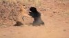 Confruntare între un tigru și un urs. Cine este mai puternic (VIDEO)