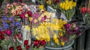 Trucuri să păstrezi florile proaspete mai mult timp 