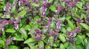 Ce nu ştiai despre busuioc! Planta minune cu extrem de multe beneficii