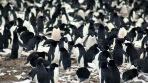 O mare colonie formată din 1,5 milioane de pinguini, descoperită în Antarctica, pe Insula Danger