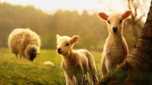 De ce NU trebuie să mănânci miel de Paște! Ce spun reprezentanții Bisericii ortodoxe