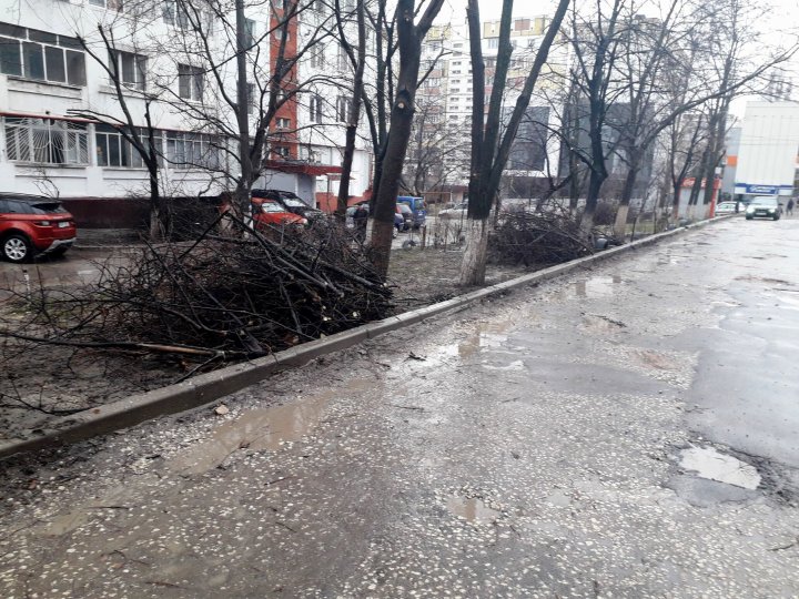 În Capitală a început MAREA CURĂŢENIE. Crengile copacilor uscaţi au fost tăiate (FOTO)