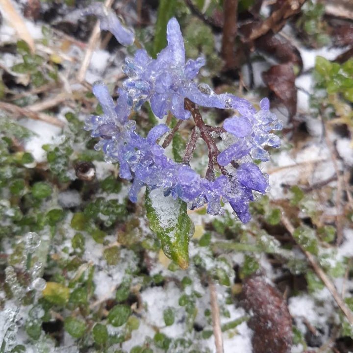 Poleiul care a pus stăpânire pe Moldova a transformat florile primăverii în adevărate stane de gheață (FOTO)