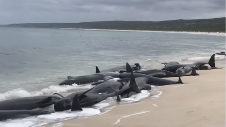 Peste 135 de balene au murit după ce au eşuat pe o plajă din Australia de Vest (VIDEO)