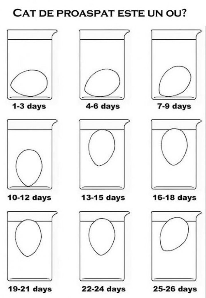 Metoda simplă care te ajută să-ţi dai seama cât de proaspăt este un ou. Ai nevoie doar de un pahar cu apă (FOTO)