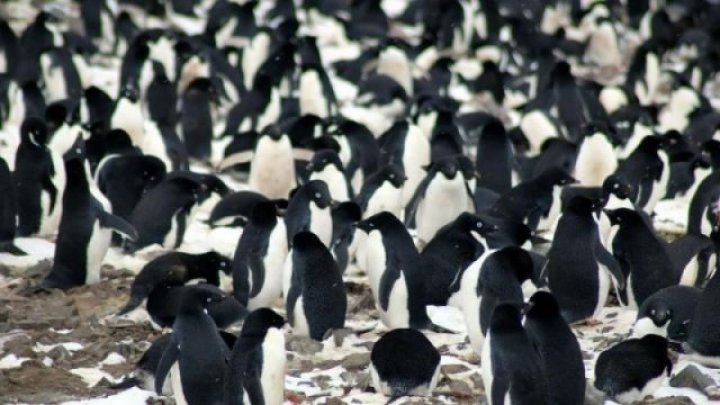 O mare colonie formată din 1,5 milioane de pinguini, descoperită în Antarctica, pe Insula Danger