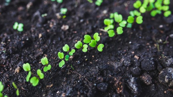 BINE DE ŞTIUT! Ce flori și legume plantezi în luna martie, pentru o grădină frumoasă și roditoare