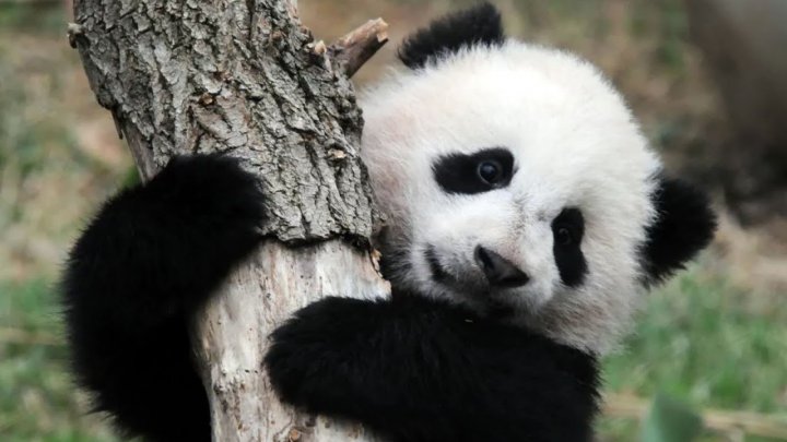 Grădina zoologică din Edinburgh suspendă programul de reproducţie a urşilor panda. Care este motivul