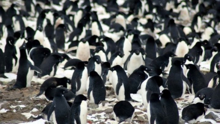 O super-colonie de peste un milion de pinguini, descoperită cu ajutorul imaginilor din satelit (FOTO)