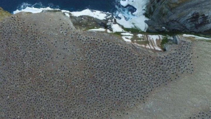 O super-colonie de peste un milion de pinguini, descoperită cu ajutorul imaginilor din satelit (FOTO)