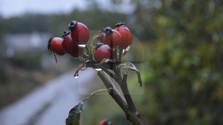 Ploile INUNDĂ Moldova! Câte grade vor indica termometrele şi unde va ploua mâine