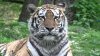 Tigrul Igor, primul animal din lume care a beneficiat de un tratament cu celule stem, administrat contra unei afecţiuni