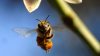 Studiu: Schimbările climatice, o ameninţare pentru albine din cauza reducerii numărului de flori 