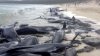 Aproape 40 de balene au murit pe o plajă din Noua Zeelenadă. Care este motivul