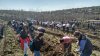 Salcâmi, paltini de câmp şi jugastru. Peste 400 de voluntari au sădit 50.000 de copaci la marginea satului Copceac
