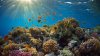 Hawaii va interzice cremele de protecţie solară care dăunează coralilor