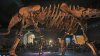Scheletele a doi dinozauri au fost vândute la o licitaţie în Paris. Cu cât au fost achiziţionate fosilele şi cine este noul proprietar