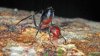 Descoperire UIMITOARE! Cum arată furnicile sinucigaşe care explodează în mijlocul inamicilor