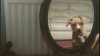 Reacție haioasă! Un cățel s-a văzut pentru prima dată în oglindă (VIDEO)
