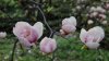 Au înflorit magnoliile din parcul Dendrariu. Oamenii, încântaţi de privelişte