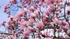 Cum se înmulţeşte magnolia. Trucuri pentru o grădină de vis
