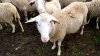 Studiu: Expunerea la oi ar putea duce la apariția sclerozei multiple