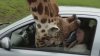 INCIDENT GRAV într-un parc safari din Marea Britanie. Momentul în care o girafă bagă capul pe geamul unei mașini (VIDEO)