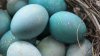 Sigur nu ştiai asta! Cum poți vopsi ouăle albastre fără vopsea artificială