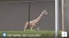 PUBLIKA WORLD: Evadare cu final fericit pentru o girafă de la grădina zoologică din Fort Wayne