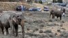 INCREDIBIL. O femelă de elefant asiatic a murit la vârsta de 88 de ani