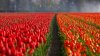 Paradisul florilor în Ucraina. 300.000 de lalele olandeze au înflorit în Herson (VIDEO)