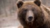 EMOŢIONANT: O ursoaică a ajuns în libertate după 20 de ani (VIDEO)