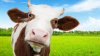 Studiu: Vaca ar putea deveni cel mai mare mamifer terestru