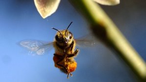 Albinele, în pericol din cauza temperaturilor prea ridicate care le ţin active