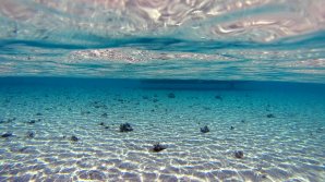 Avertismentul cercetătorilor! Cel mai mare pericol pentru viaţă se găseşte în oceane